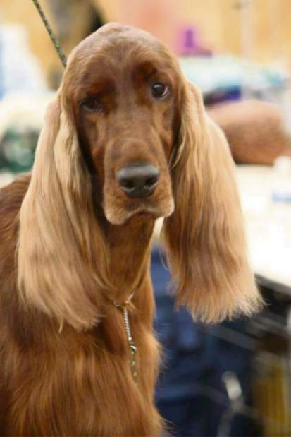 GTRLIVWESTMINSTERKENNEDY021018