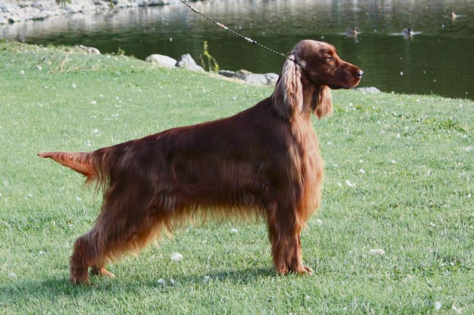 GTRLIVWESTMINSTERROONEY021018