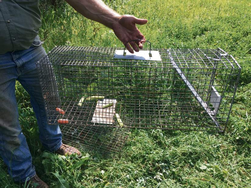 GTrLIVGROUNDHOGSCAGE2090917