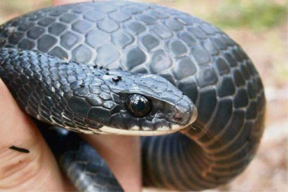 GTrLIVSNAKESRACER070117 GTrLIVSNAKESRACER070117