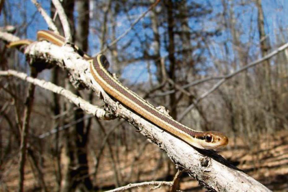 GTrLIVSNAKESRIBBON070117 GTrLIVSNAKESRIBBON070117