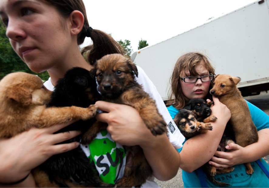 dog pound on westmoreland