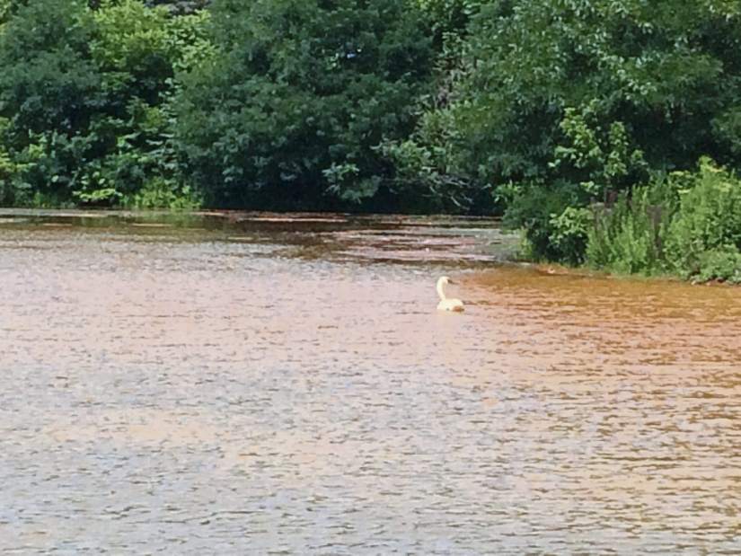 Lowberswan