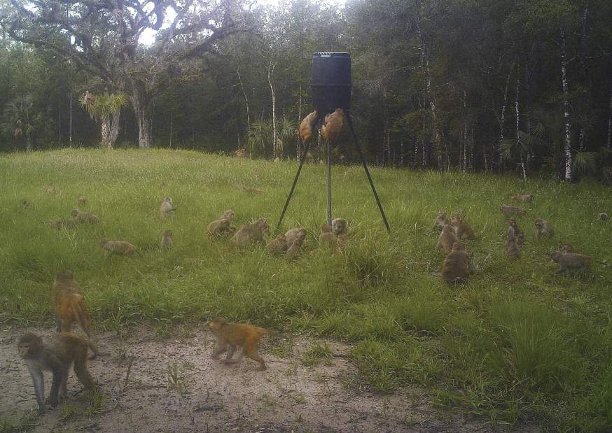 MonkeyBusinessFlorida81827jpg6651e