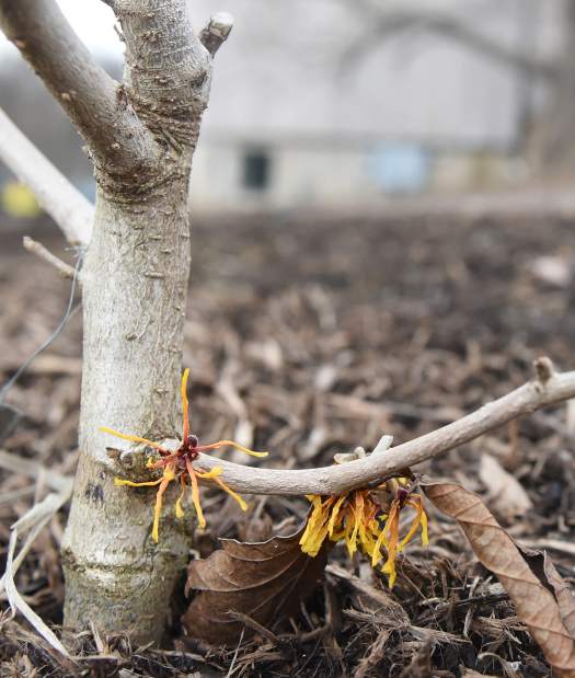 PTRBOTANIC03032615
