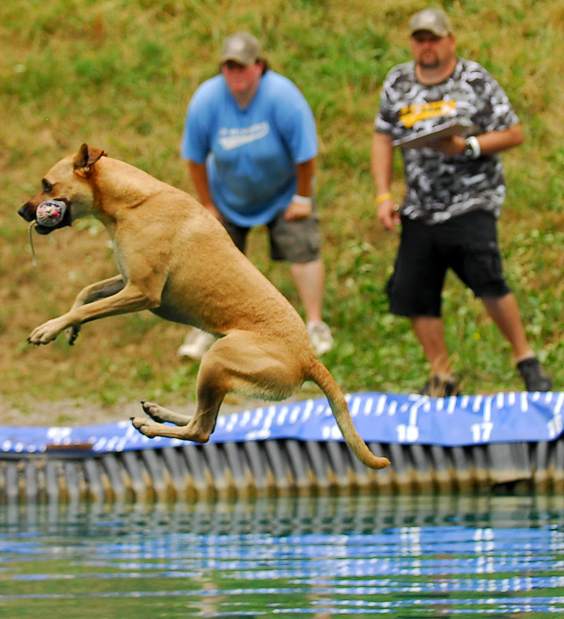 PTRDIVINGDOGS10071912