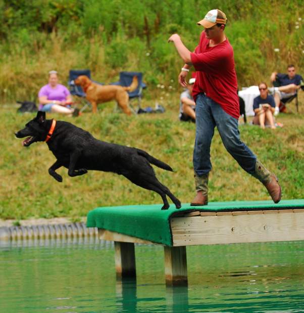 PTRDIVINGDOGS1071912