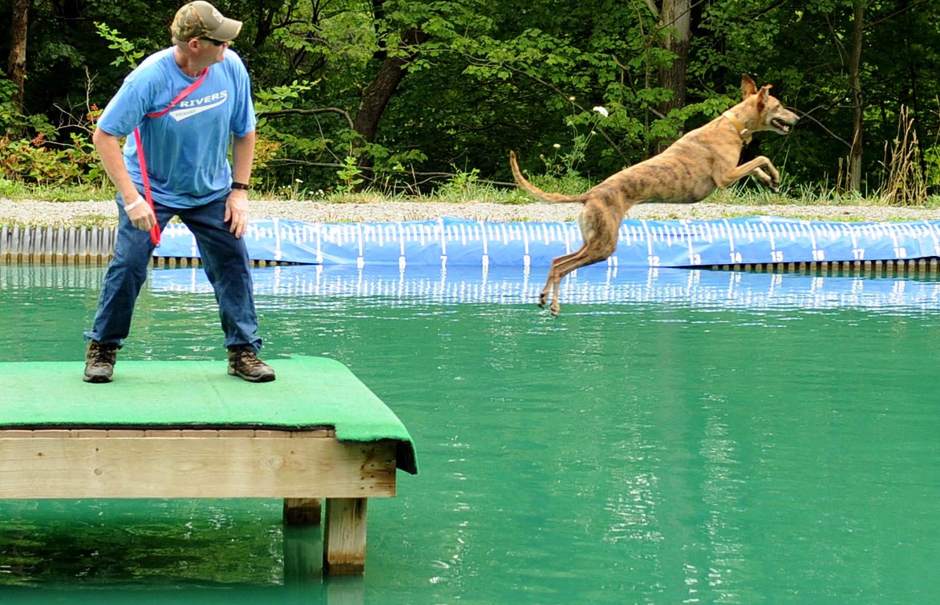 PTRDIVINGDOGS5071912