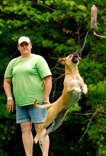 PTRDIVINGDOGS6071912