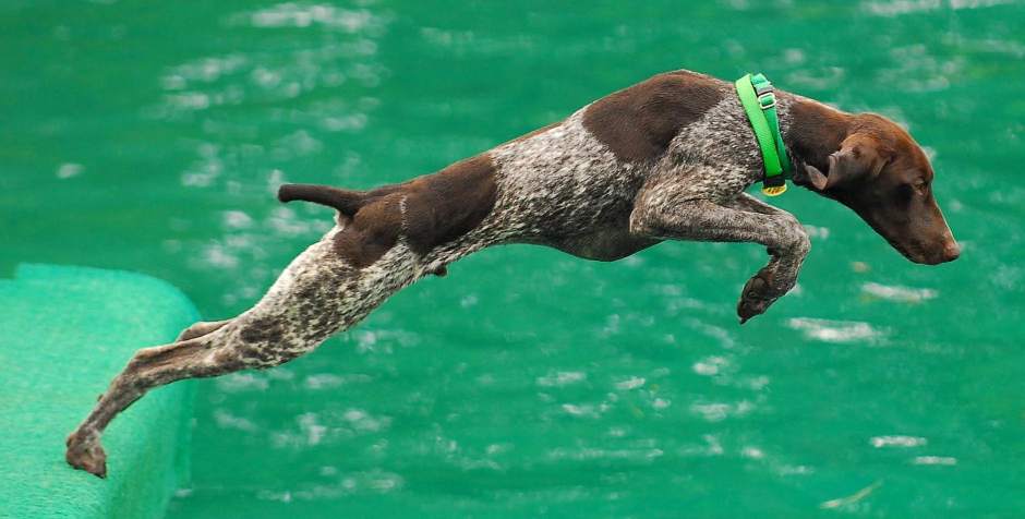 PTRDIVINGDOGS9071912A