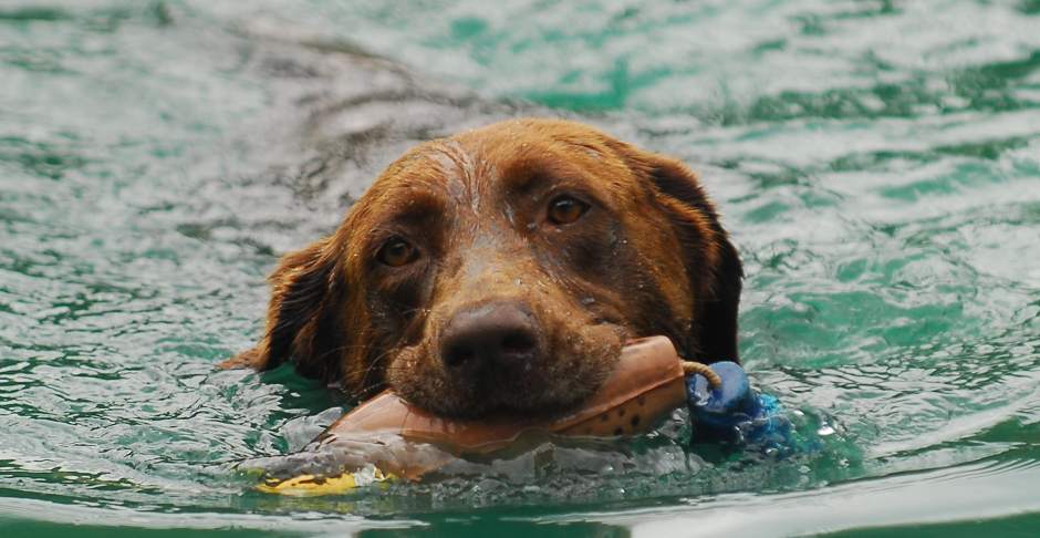 PTRDIVINGDOGS9071912C