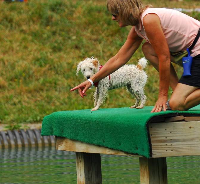 PTRDIVINGDOGS9071912D