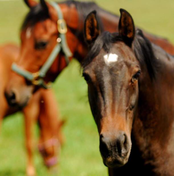 PTRHORSES12092012