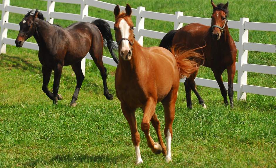 PTRHORSES2092012
