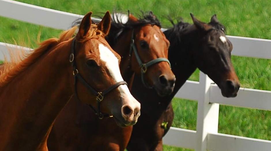 PTRHORSES7092012