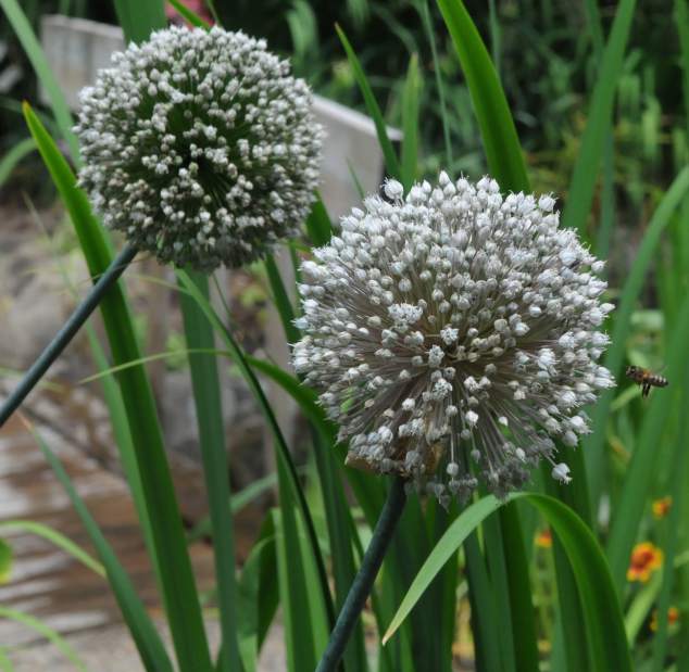 PTRLIVBIBLICAL6070612