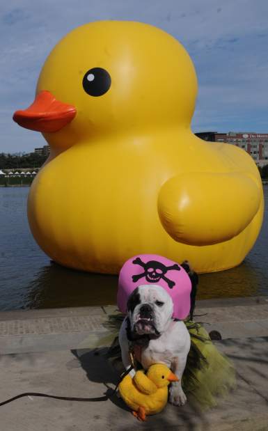 PTRLIVDUCKPIX3101213