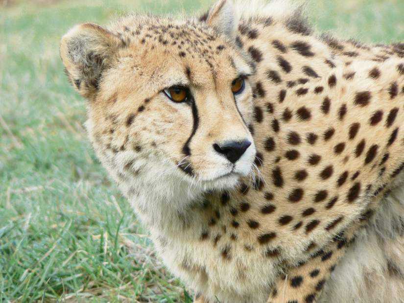 PTRLIVRTZANESVILLECHEETAH111515