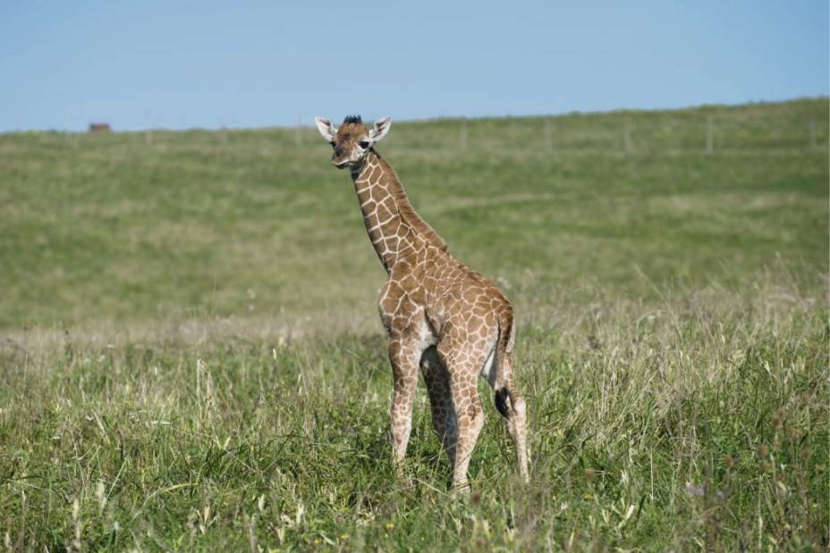 PTRLIVRTZANESVILLEGIRAFFE111515