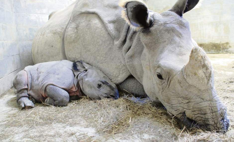 PTRLIVRTZANESVILLERHINO111515