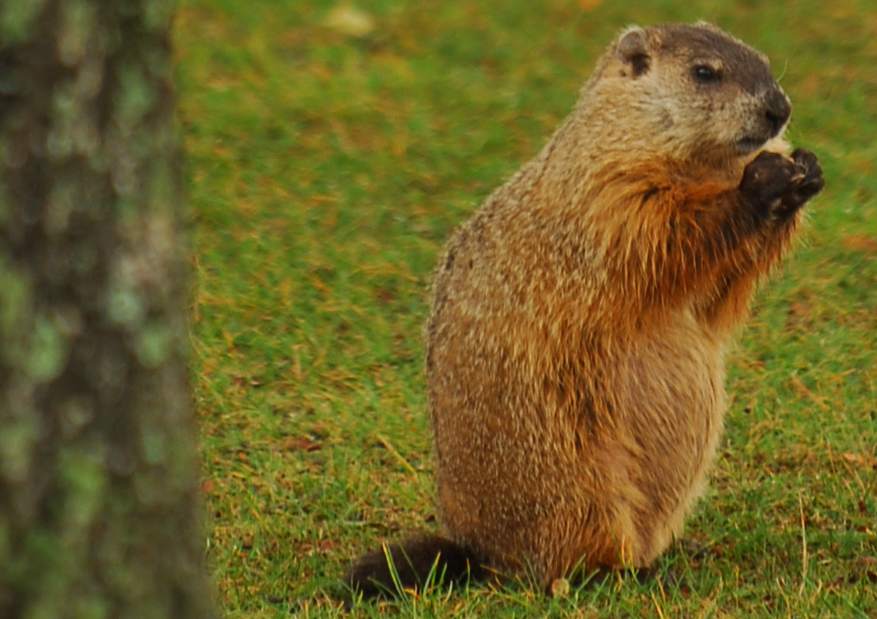 PTRLOGROUNDHOG092012