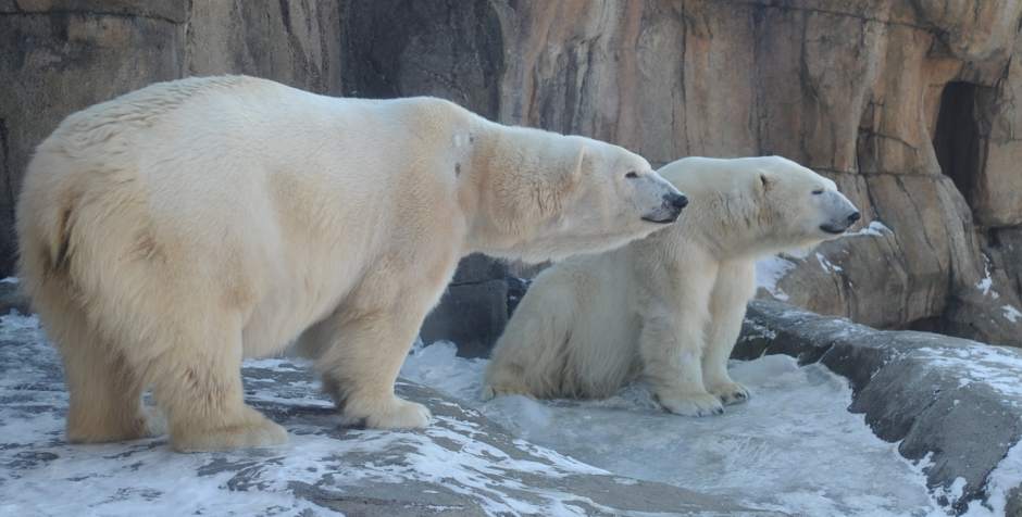 PTRPOLARBEAR03030114