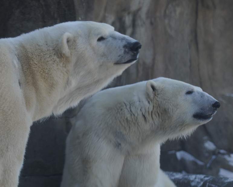 PTRPOLARBEAR04030114