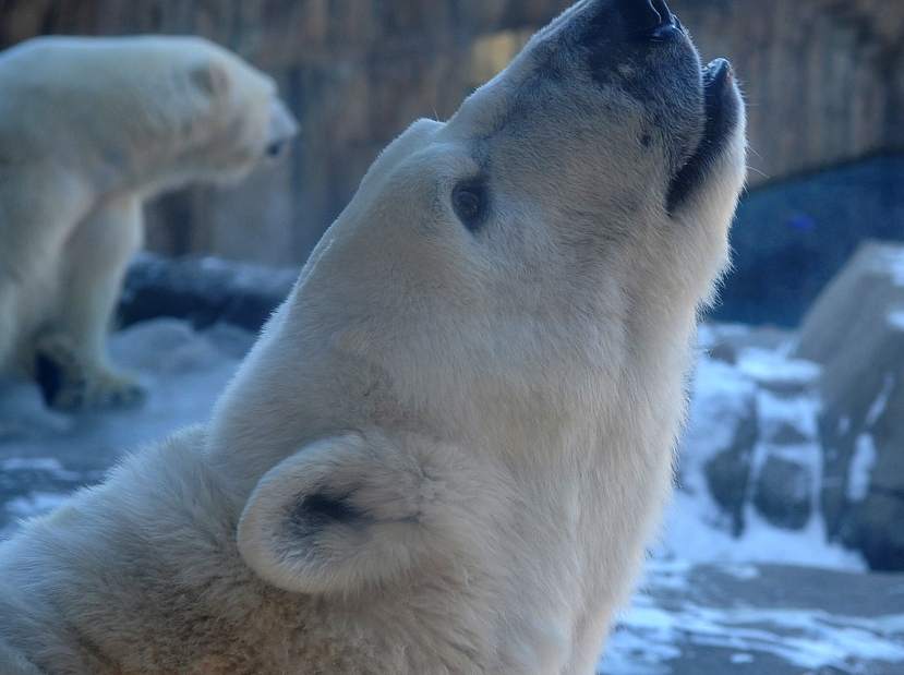 PTRPOLARBEAR05030114