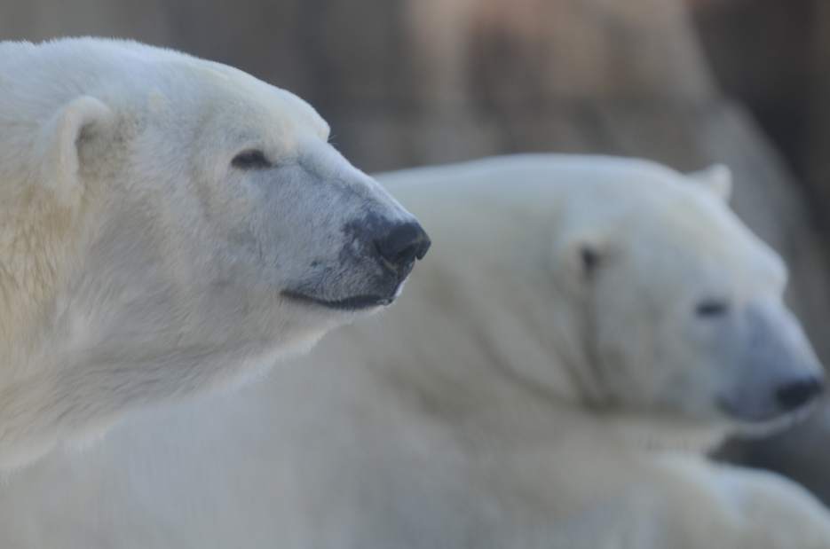 PTRPOLARBEAR06030114