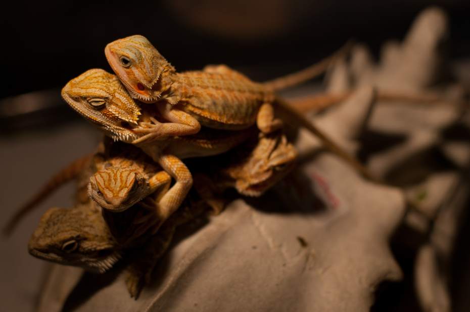 PTRREPTILE1091613
