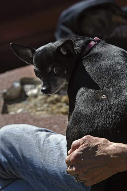 VNDCoyoteBitesDog2100317
