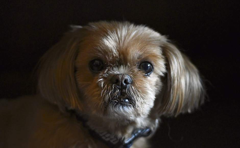 VNDFuneraldog1020517