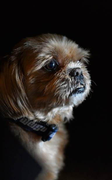 VNDFuneraldog2020517