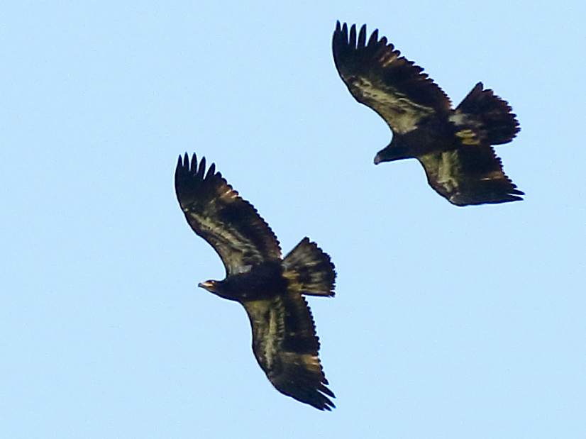 VNDHarmarEagles01071117