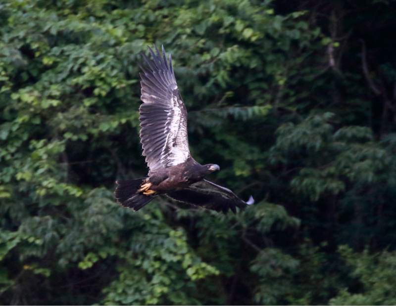 VNDHarmarEagles04071117