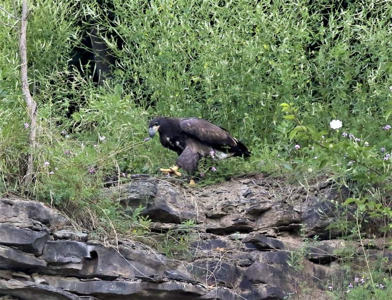 VNDHarmarEagles05071117