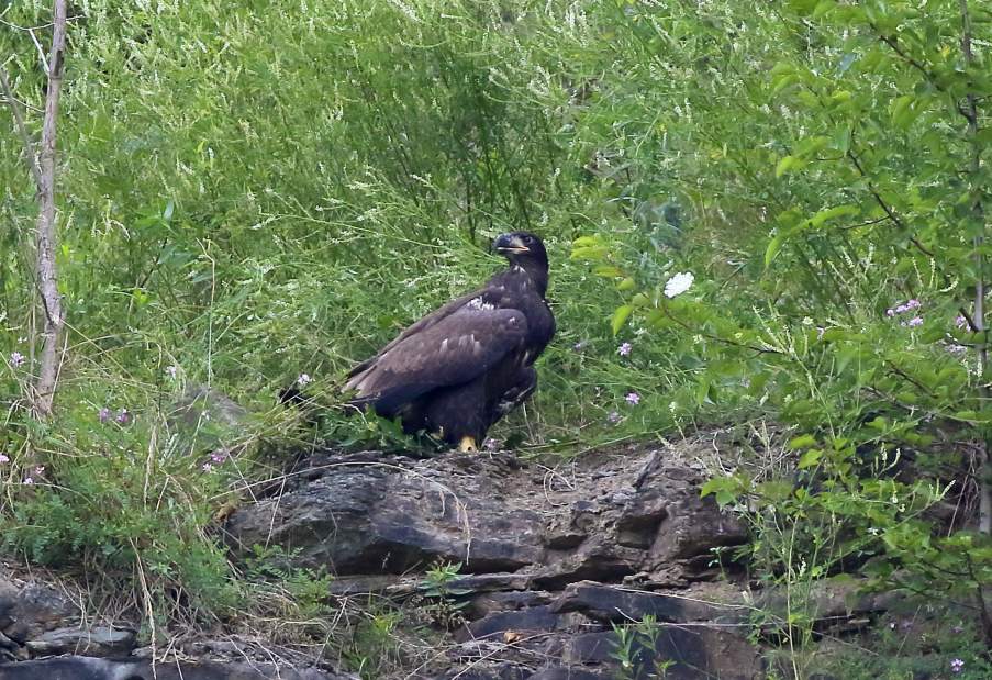 VNDHarmarEagles06071117