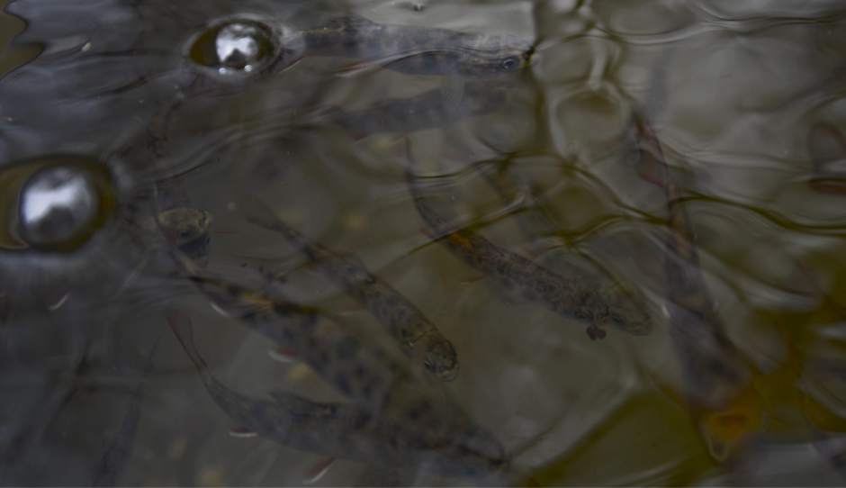 VNDRRTrout2041918