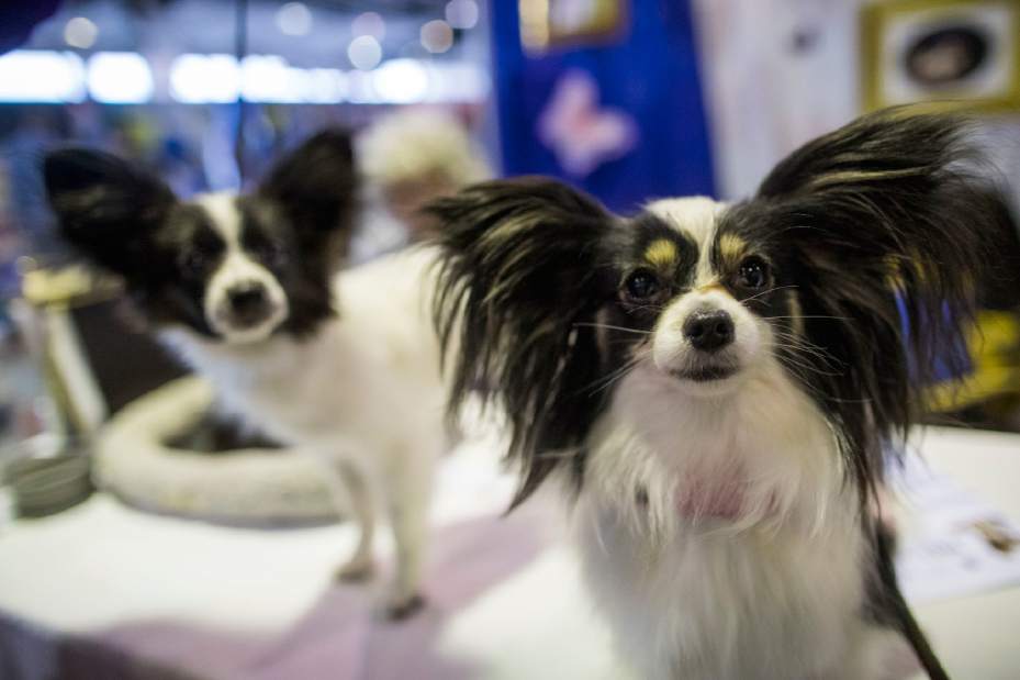 WestminsterDogShow81670jpge9606