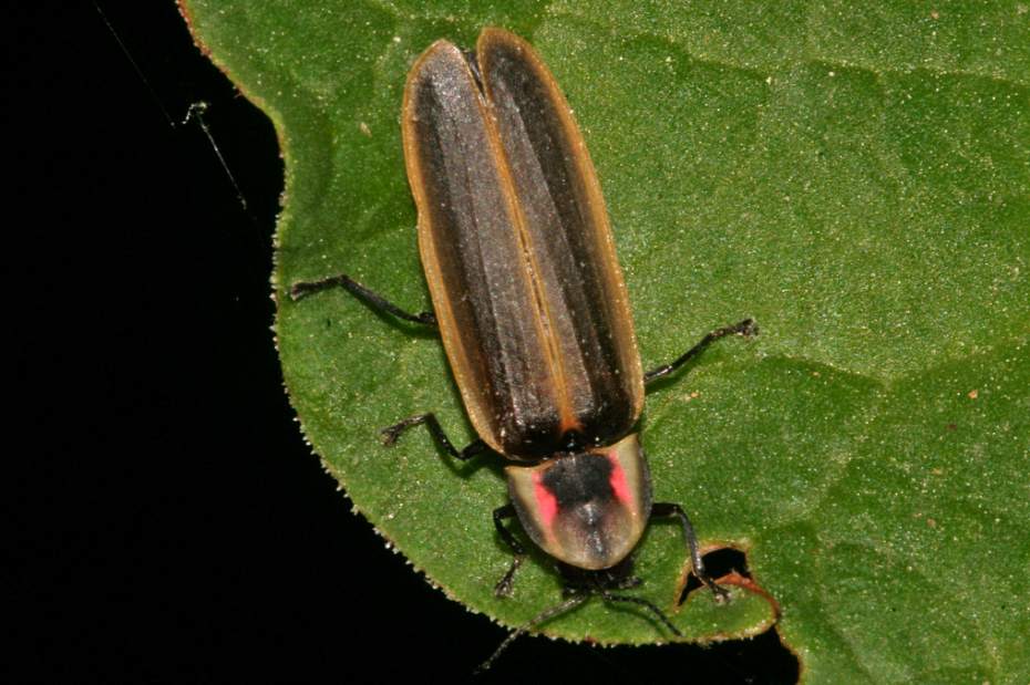 firefly