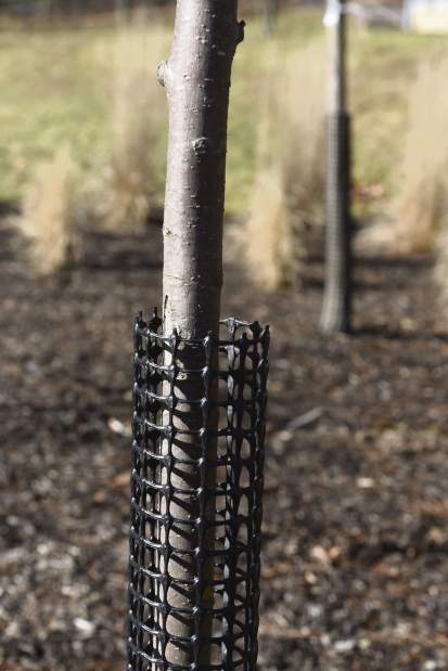 gtrLIV535deergarden3020918