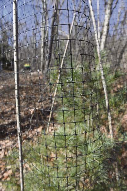 gtrLIV535deergarden5020918