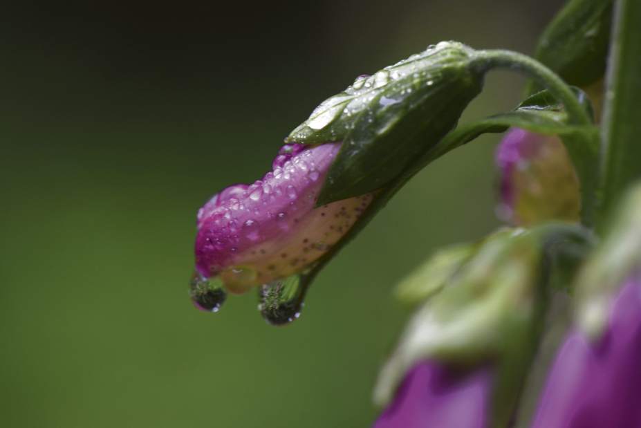 gtrLIV535deergarden7020918