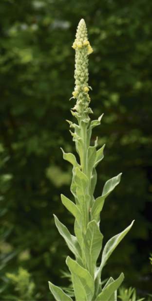 gtrLIVcarriefurnace5080417