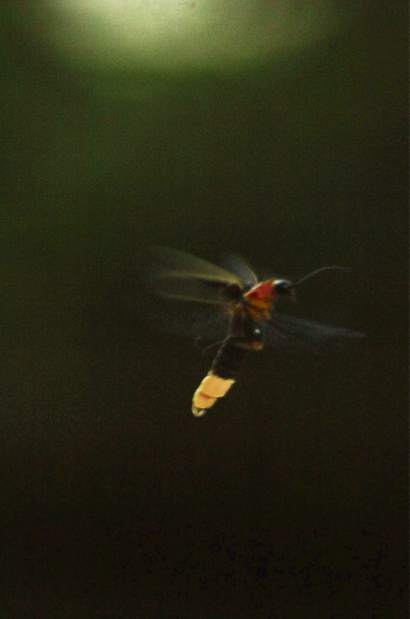 gtrLIVfirefly3072117