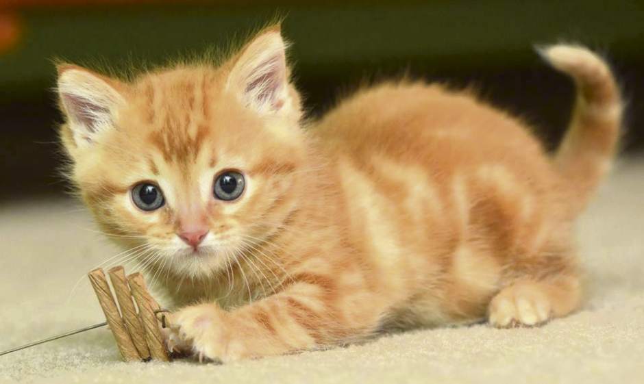 gtrLIVkitties2111017