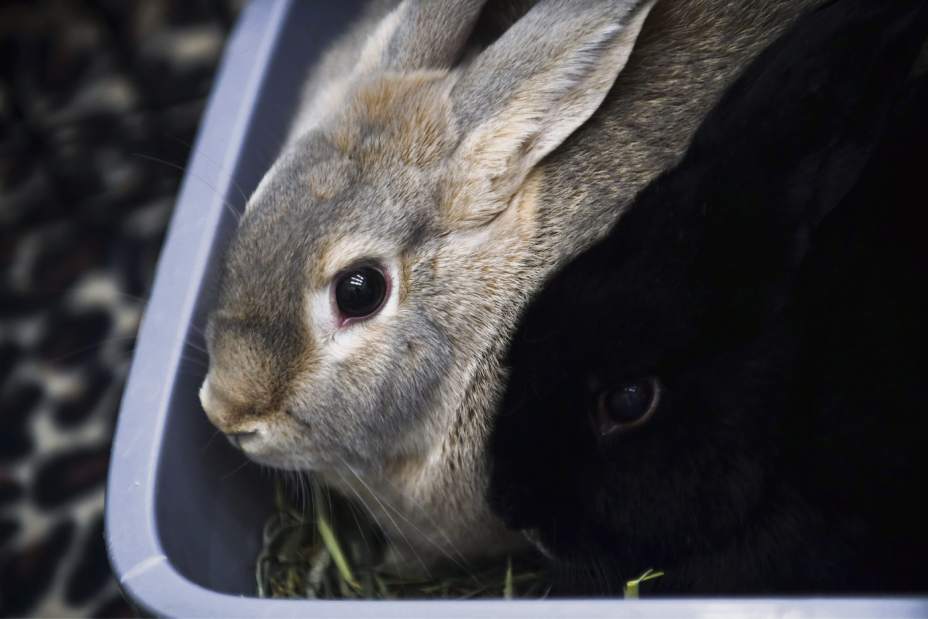 gtrLIVrabbitwranglers04151704