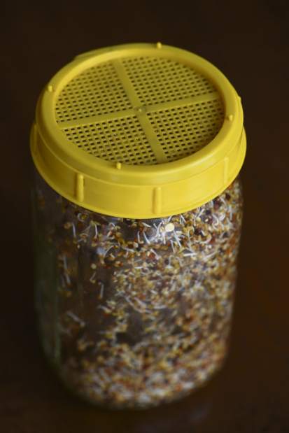 gtrLIVsprouting3020317