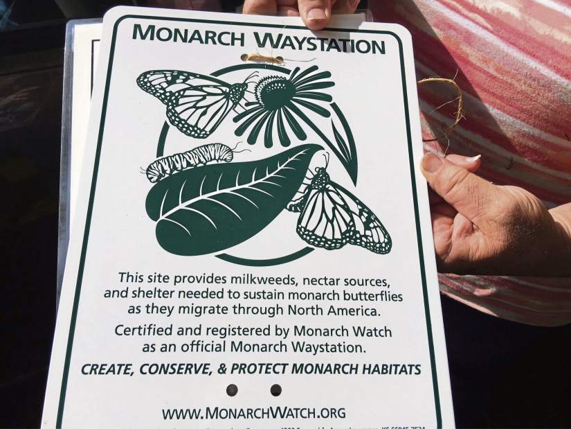 gtrMonarchFollow4063018 gtrMonarchFollow4063018
