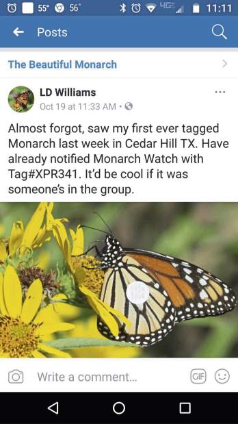 gtrMonarchFollow5063018 gtrMonarchFollow5063018